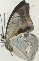 An illustration from (Band 1) (1806)