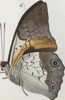 An illustration from (Band 1) (1806)