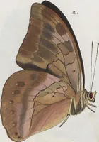 An illustration from (Band 1) (1806)
