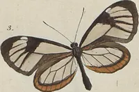 An illustration from (Band 1) (1806)
