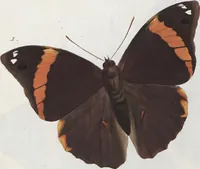 Picture 97 of 216 from (Band 1) (1806), leaf 80