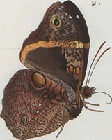 An illustration from (Band 1) (1806)