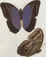 An illustration from (Band 1) (1806)