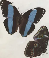 An illustration from (Band 1) (1806)