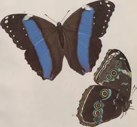 An illustration from (Band 1) (1806)