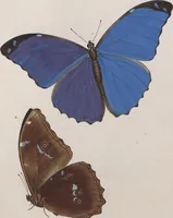 An illustration from (Band 1) (1806)