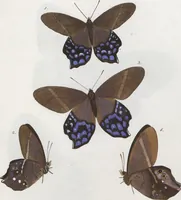 An illustration from (Band 1) (1806)