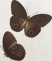 An illustration from (Band 1) (1806)