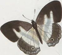 An illustration from (Band 1) (1806)