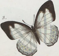 Picture 109 of 216 from (Band 1) (1806), leaf 91
