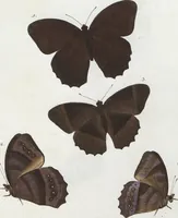 An illustration from (Band 1) (1806)