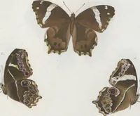 An illustration from (Band 1) (1806)