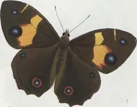 An illustration from (Band 1) (1806)