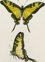 An illustration from (Band 2) (1806)