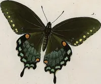 An illustration from (Band 2) (1806)