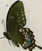 An illustration from (Band 2) (1806)