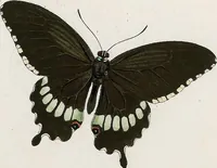 An illustration from (Band 2) (1806)