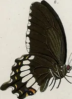 An illustration from (Band 2) (1806)