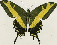 An illustration from (Band 2) (1806)