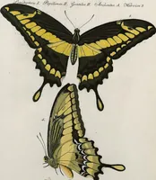 An illustration from (Band 2) (1806)