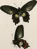 An illustration from (Band 2) (1806)