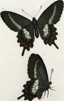 An illustration from (Band 2) (1806)