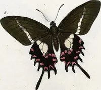 An illustration from (Band 2) (1806)