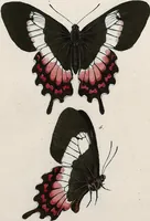An illustration from (Band 2) (1806)