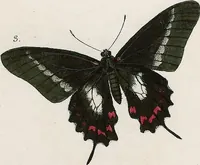 Picture 103 of 179 from (Band 2) (1806), leaf 114