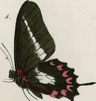An illustration from (Band 2) (1806)