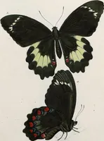 Picture 107 of 179 from (Band 2) (1806), leaf 117