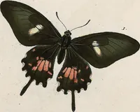 An illustration from (Band 2) (1806)