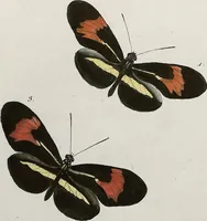 An illustration from (Band 2) (1806)