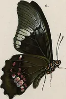 Picture 111 of 179 from (Band 2) (1806), leaf 120