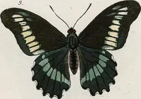 An illustration from (Band 2) (1806)