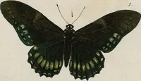 An illustration from (Band 2) (1806)