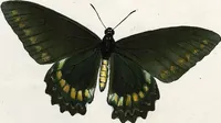 An illustration from (Band 2) (1806)