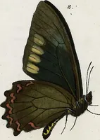 Picture 115 of 179 from (Band 2) (1806), leaf 123