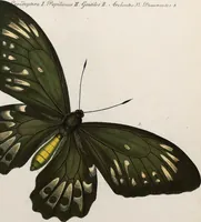Picture 116 of 179 from (Band 2) (1806), leaf 124