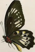 An illustration from (Band 2) (1806)