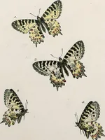 An illustration from (Band 2) (1806)