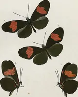 An illustration from (Band 2) (1806)