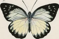 An illustration from (Band 2) (1806)
