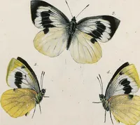 An illustration from (Band 2) (1806)