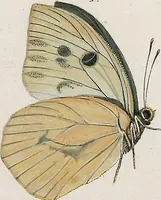 An illustration from (Band 2) (1806)