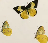 An illustration from (Band 2) (1806)