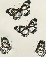 An illustration from (Band 2) (1806)