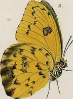 An illustration from (Band 2) (1806)