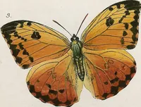 An illustration from (Band 2) (1806)