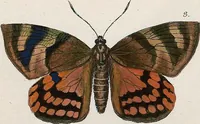 An illustration from (Band 2) (1806)